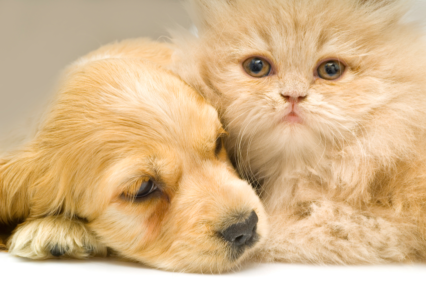 Kedi ve Köpeklerde Göz Enfeksiyonları Evcil Dostlarımız Prof. Dr