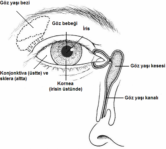 Göz Anatomisi