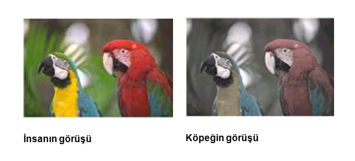 kopekler renkli gorur mu evcil